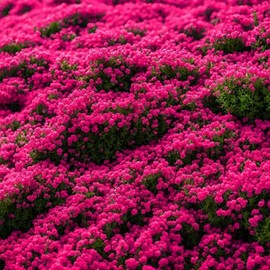 21000+ Magic Creeping Thyme Seeds for Planting Ground Cover Plants Heirloom Flowers Perennial Thyme Non-GMO Thymus Serpyllum Seed