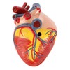 Axis Scientific 2-Part Life-Size Canine Heart Anatomy Model - Detailed