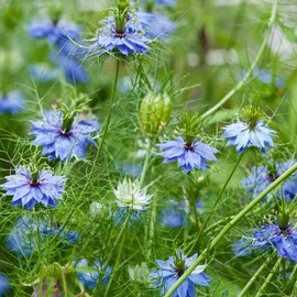 Outsidepride Jewels Indigo Nigella Seeds - 1000 Pcs Annual Flower Seeds for Planting with Vibrant Blooms & Lacy, Fern-Like Foliage, Attractive Cut Flower for Small Garden Spaces & Floral Arrangements