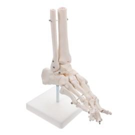 ULTECHNOVO Foot Joint Model Human Skeleton Foot and Ankle Anatomy Model for Medical Study Fully Articulated Design Educational Resource for Anatomy Classes