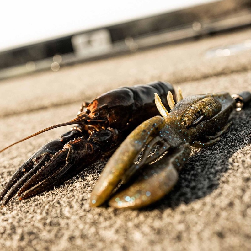 CrushCity Bronco Bug 4 Candy Bug CCBRB4CB