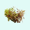 Unbranded Vietnamese Rotala (Rotala Vietnam) Bunch