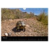 Reptilienkalender 2025 (Wandkalender 2025 DIN A4 quer), CALVENDO Monatskalender [Calendar]