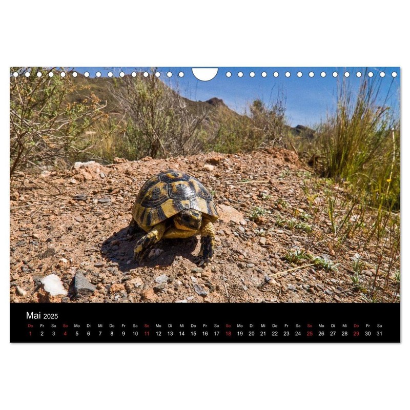 Reptilienkalender 2025 (Wandkalender 2025 DIN A4 quer), CALVENDO Monatskalender [Calendar]