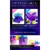 Butterfly Pea 50 Packs, Tea Pack, Cold Brew, Anchan, Blue