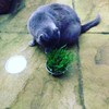 Cat Grass Kits x3 and Extra Strong Catnip x1 By
