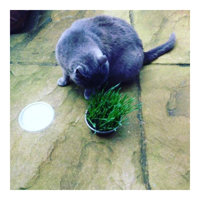 Cat Grass Kits x3 and Extra Strong Catnip x1 By
