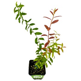 Wellspring Gardens Top Hat Blueberry Live Plant - Dwarf Vaccinium augustifolium Shrub - Great for Garden Beds, Patio Containers & Indoor Pots - for Outdoor Landscaping & Home Gardens - Starter Plant