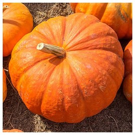 Everwilde Farms - 1 Lb Cinderella Pumpkin Seeds - Gold Vault