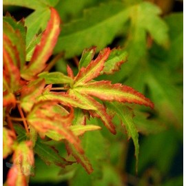 Diana Japanese Maple 3 - Year Graft