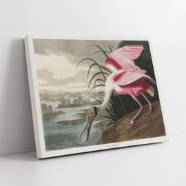 Poster Master James Audubon Canvas - Retro Roseate Spoonbill Print - Birds of America Art - Gift for Him, Her & Animal Lover - Decor for Dorm, Living Room or Bedroom - Available in 8x10 to 30x40
