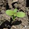 100 Sunflower ‘Chocolate Cherry’ Flower Seeds Helianthus annuus