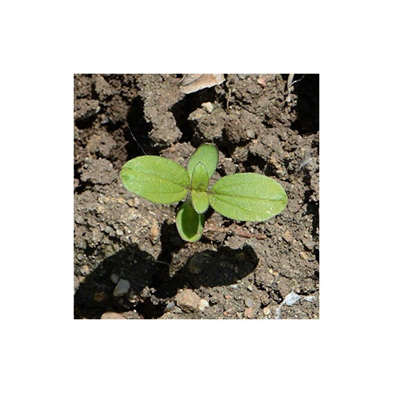100 Sunflower ‘Chocolate Cherry’ Flower Seeds Helianthus annuus