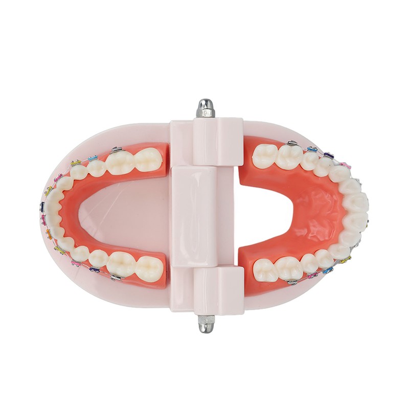 Dental Typodont Teeth Model with Orthodontic Metal Bracket for Dentist