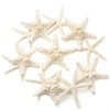 SKOOLOVE 10PCS Natural Starfish Mixed, Finger Starfish and Bread Starfish