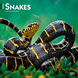 Snakes | 2025 12 x 24 Inch Monthly Square Wall Calendar | BrownTrout | Animals Nature Wildlife
