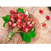 Seeds Wild Strawberry Alexandria 100+ Seeds to Grow Perennial