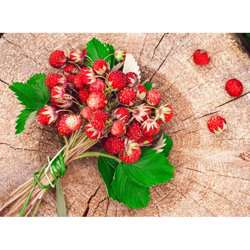 Seeds Wild Strawberry Alexandria 100+ Seeds to Grow Perennial
