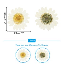PATIKIL Pack of 48 Dried Pressed Flowers Natural Dried Daisy Flowers for DIY Crafts Home Decoration Nail Decoration, Dyed White