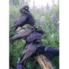 Cobble Hill 1000 Piece Puzzle - Raven Rendezvous - Sample