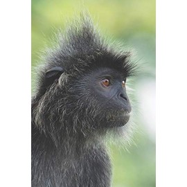 Affe: Notizbuch / Tagebuch wilde Affen - DIN A5 120 Seiten liniert - Geschenk Affenliebhaber