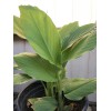 Turmeric Roots 10 Fresh Turmeric Roots Curcuma Longa Ready To