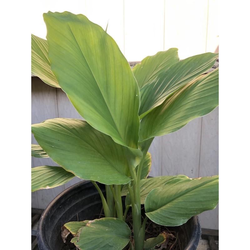 Turmeric Roots 10 Fresh Turmeric Roots Curcuma Longa Ready To