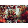 Whole Rosehips | Wild Harvest from Eastern Europe