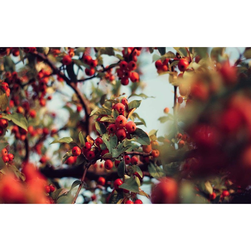 Whole Rosehips | Wild Harvest from Eastern Europe