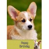 Corgi Birthday Card