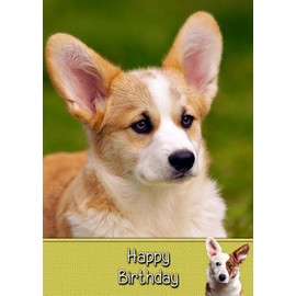Corgi Birthday Card