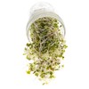 Spicy Sprouting Mix | Contains Tendergreen, Radish & Crimson Clover