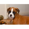 Boxer Greeting Card - Landscape