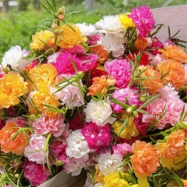11000+ Mixed Color Moss Rose Seeds for Planting - Portulaca Grandiflora Heat/Drought Tolerant Seeds, Ideal for Outdoor Garden Ground Cover, Non-GMO High Germination