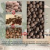 Natural Organic Clay Pebbles, 2LBS 8mm-18mm Expanded Leca Balls Plant