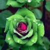 JQBay 20pcs Ruby Green Twin Roses - Captivating Contrasts for