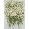 100 pcs Real Pressed Dried Flowers Mini White Gypsophila Baby's