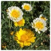 Everwilde Farms - 1 Oz Garland Daisy Wildflower Seeds -