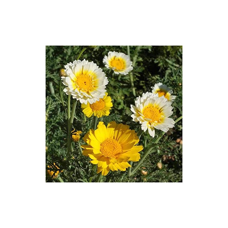 Everwilde Farms - 1 Oz Garland Daisy Wildflower Seeds -