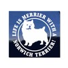 Life is Merrier with A Norwich Terrier ~ Norwich Terrier