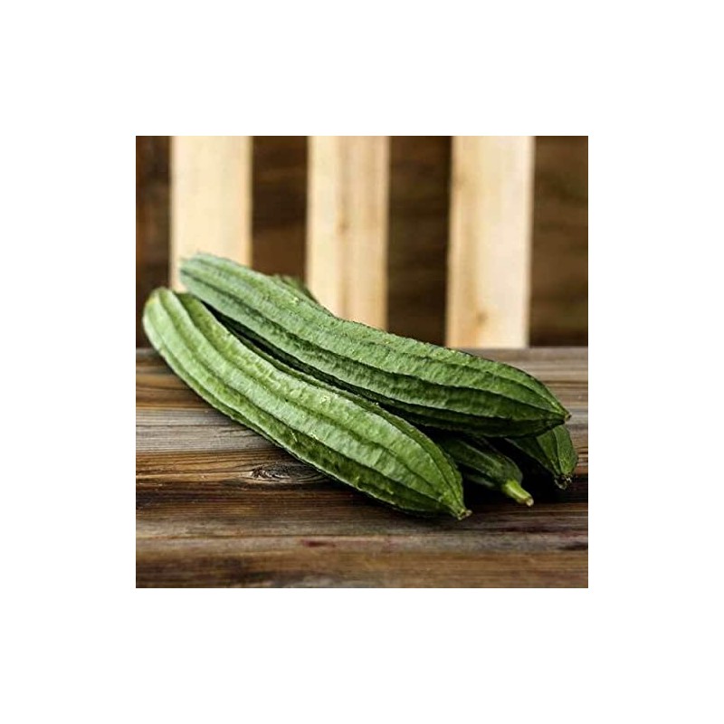 20 Luffa Sponge Gourd Non-GMO Heirloom Vegetable Seeds