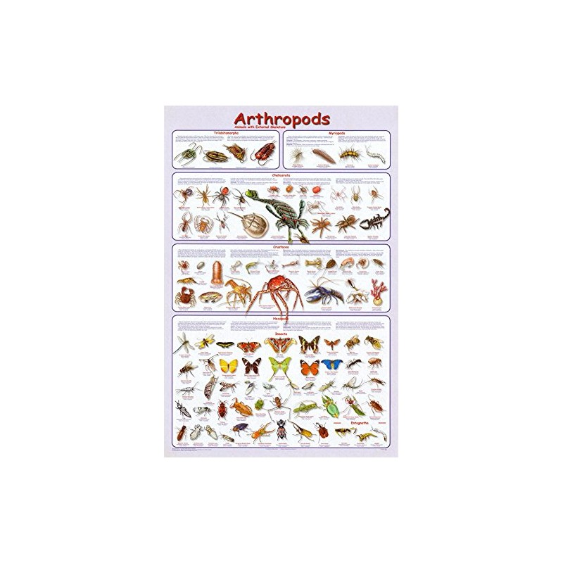 Laminated Arthropods Insects Educational Science Chart Crustacea Hexaoda Poster 24