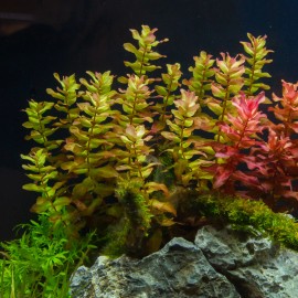 Live Moneywort Aquarium Oxygenating Aquatic Plant - Buy 2 Same Plant Get 1 Free - Bunch