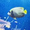 goodbath Fish Shower Curtain, Ocean Anti Mould Fabric Waterproof Bath