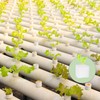 Tongnian 600 Pcs Hydroponic Sponges, Soil-Less Cultivation Planting Gardening Tool,