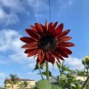 Flowers Chocolate Cherry Sunflower Seeds - 50pcs/pack - Rich Red-Brown