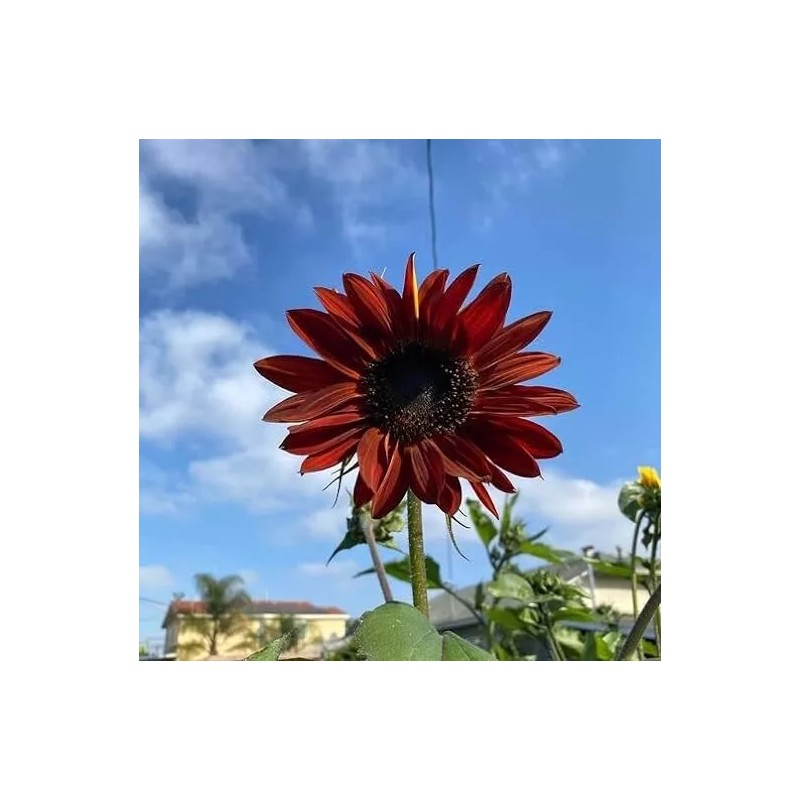 Flowers Chocolate Cherry Sunflower Seeds - 50pcs/pack - Rich Red-Brown