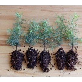 Tree 3 Douglas Fir Tree Pseudotsuga menziesii - High-Quality Potted Seedlings