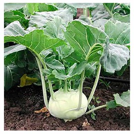 White Vienna Kohlrabi Seeds - Marde Ross & Co