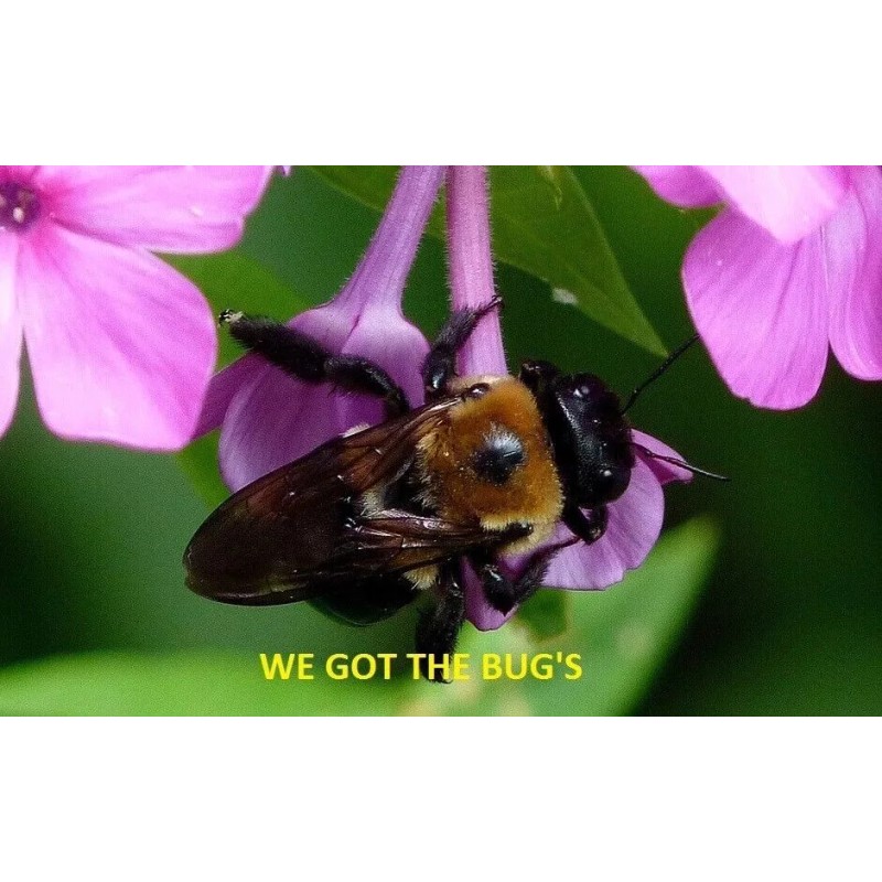 4 Real Carpenter bee DRYED SPECIMEN INSECT TAXIDERMY WE GOT